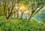 FOTO TAPET KOMAR-368/254 - 8-524 Springlake