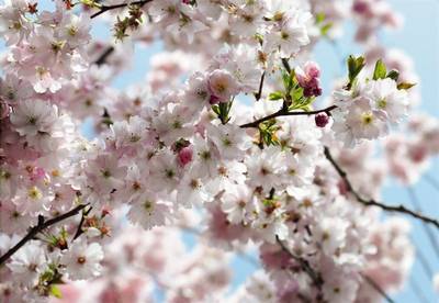 FOTO TAPET KOMAR-368/254 - 8-507 Spring