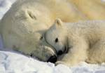 FOTO TAPET KOMAR 184/127 - 1-605 Polar_Bears