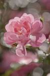 FOTO TAPET KOMAR 184/254 – 4-713 Bouquet