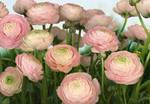 FOTO TAPET KOMAR-368/254 - 8-894 Gentle_Rose