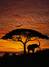 FOTO TAPET KOMAR-270/194 – 4-501 African Sunset