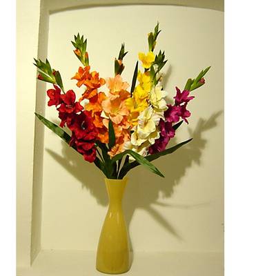 Gladiole