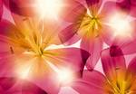 FOTO TAPET KOMAR-368/254 - 8-928 Summer_Sun