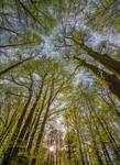 FOTO TAPET KOMAR 184/254 – 4-522 Canopy