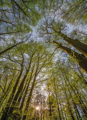 FOTO TAPET KOMAR 184/254 – 4-522 Canopy