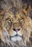FOTO TAPET KOMAR 184/127 - 1-619 Lion