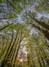 FOTO TAPET KOMAR 184/254 – 4-522 Canopy