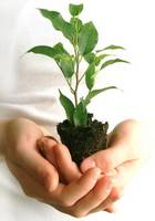 Izvor: http://www.secondnatureplants.com
