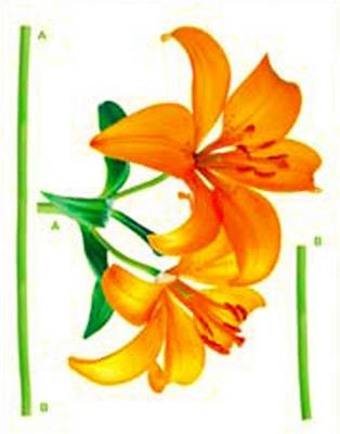 STIKER – 1 - 467