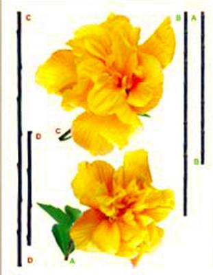 STIKER – 1 - 472
