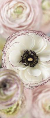 FOTO TAPET KOMAR-92/220 – 2-1884 Day Dream
