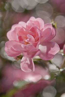 FOTO TAPET KOMAR 184/254 – 4-713 Bouquet