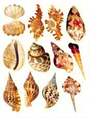 STIKER – 1 - 445