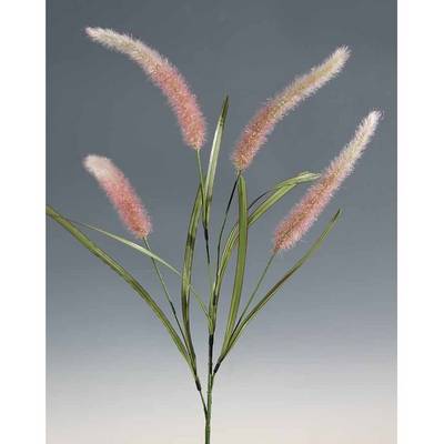 Liriope