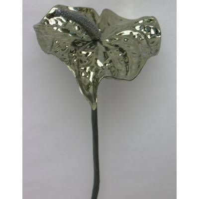 Anthurium