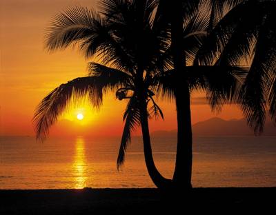 FOTO TAPET KOMAR-388/270 – 8-255 Palmy Beach Sunrise