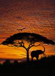 FOTO TAPET KOMAR-270/194 – 4-501 African Sunset