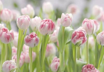 FOTO TAPET KOMAR-368/254 - 8-708 Secret_Garden