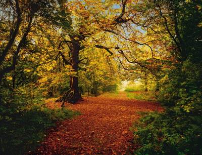 FOTO TAPET KOMAR-388/270 – 8-068 AutumnForest