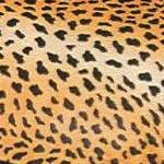 GEPARD*2352*7