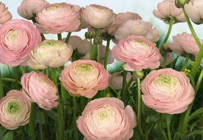 FOTO TAPET KOMAR-368/254 - 8-894 Gentle_Rose