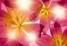 FOTO TAPET KOMAR-368/254 - 8-928 Summer_Sun