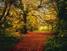 FOTO TAPET KOMAR-388/270 – 8-068 AutumnForest