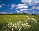 FOTO TAPET KOMAR-368/254 - 8-254 Meadow