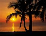 FOTO TAPET KOMAR-388/270 – 8-255 Palmy Beach Sunrise